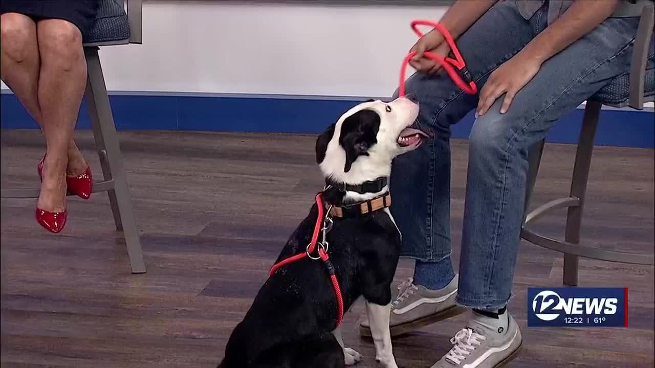 Pet Adoption Wednesday