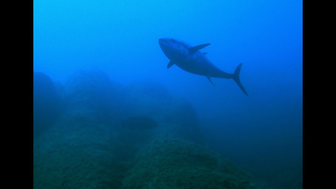 Ma Méditerranée Poissons