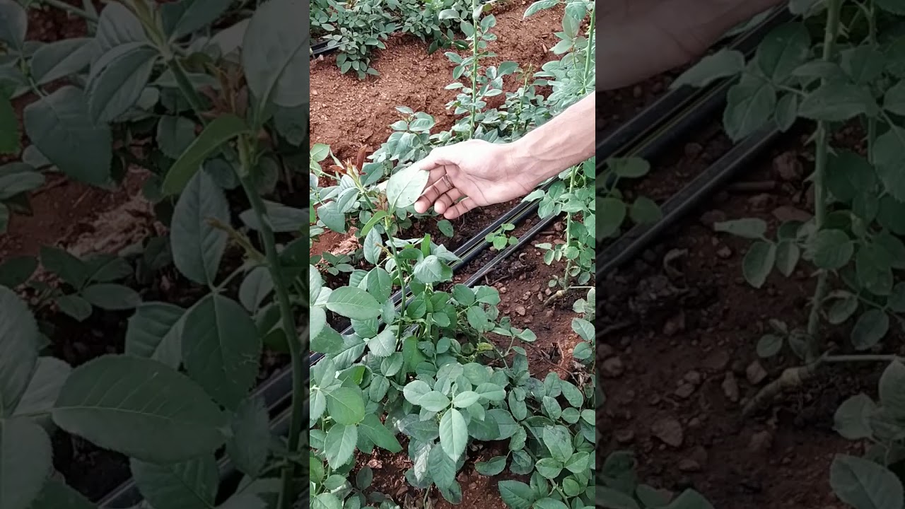 Rose bending for commercial cultivation( subscribe to my channel)