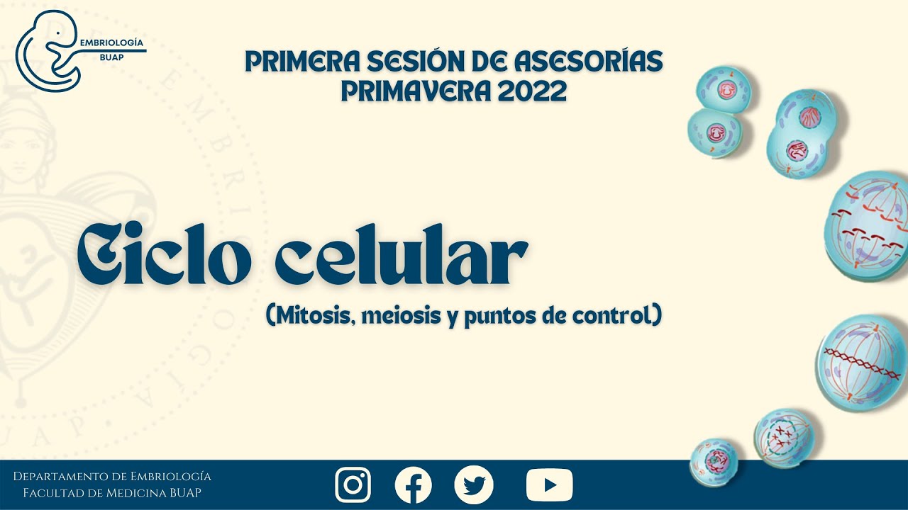 CICLO CELULAR I Mitosis, Meiosis y Puntos de Control
