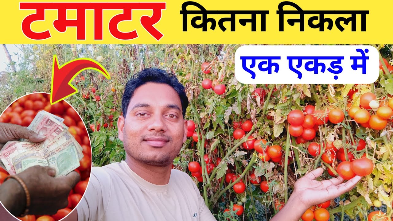 एक एकड़ में कितना टमाटर निकलता है / Ek acre me tamatar kitne karet hota hai / Tomato production