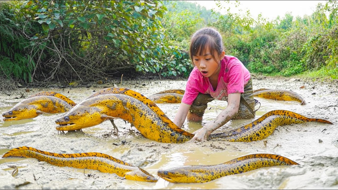 How to Catch Giant Freshwater Eels: Easy & Effective Method 🐍🌿 | Farm Life Tropics 💖