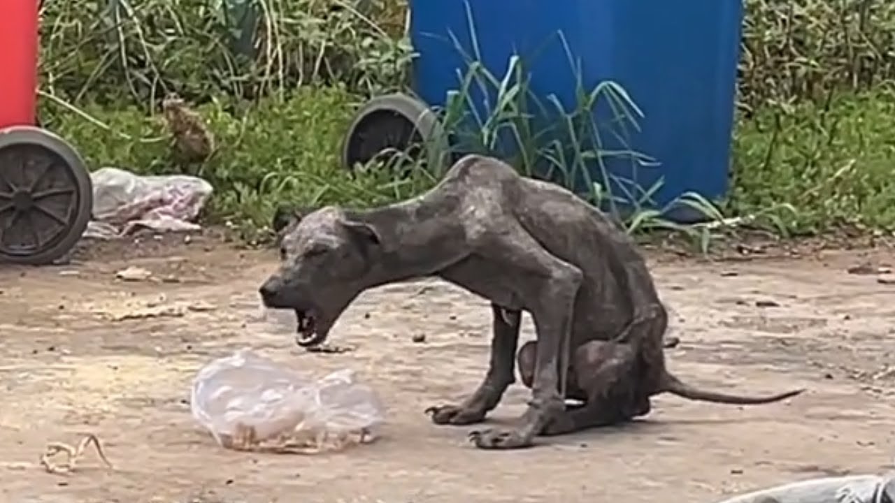 Abandoned & Broken The Heartbreaking Story of a Homeless Dog