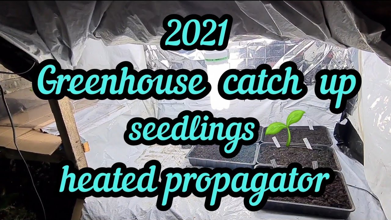 2021 greenhouse catch up