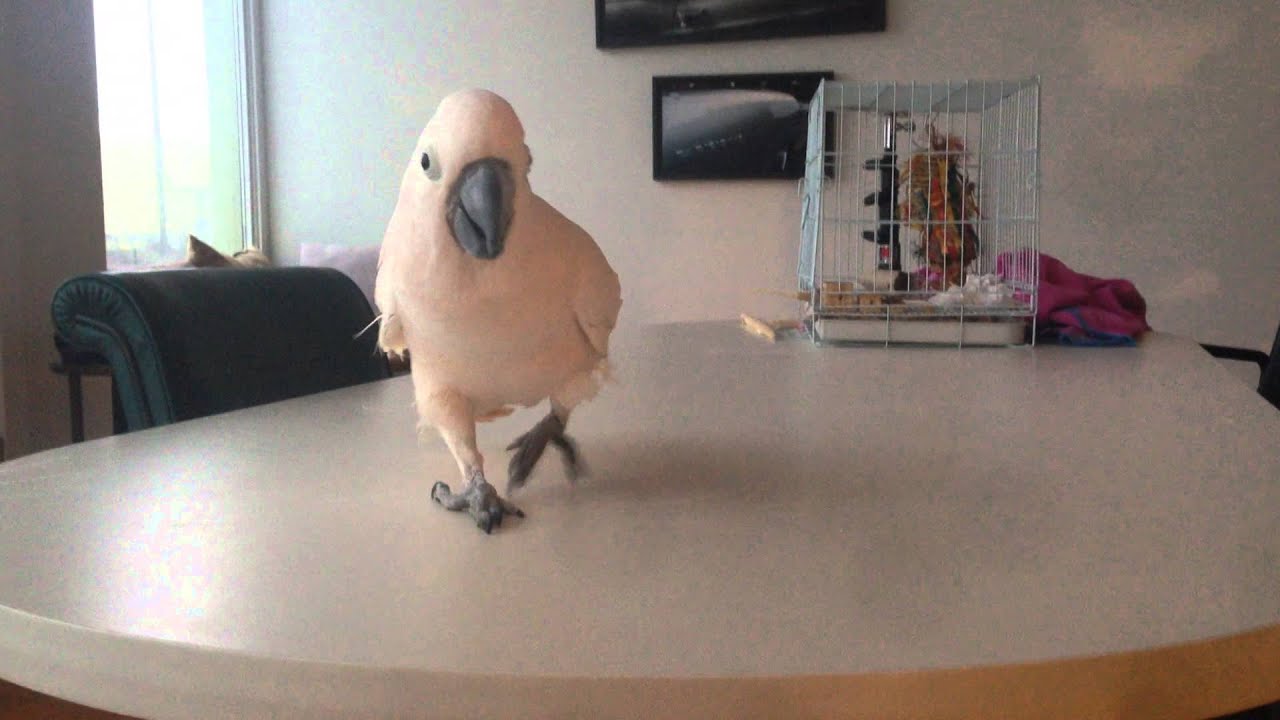 Misha the Moluccan Cockatoo talking to kids