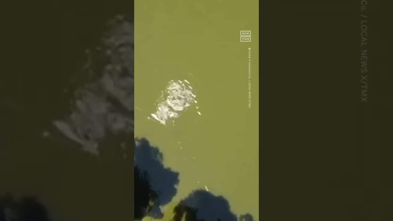 FL Man Injured During Gator Attack in Lake Thonotosassa