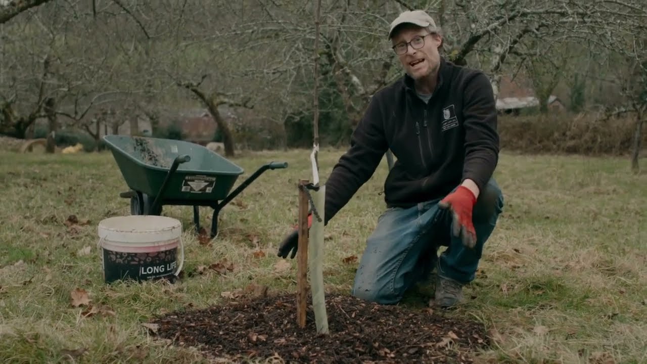 How to Plant and Prune your Maiden Bare Root Fruit Tree - Adam's Apples Nursery
