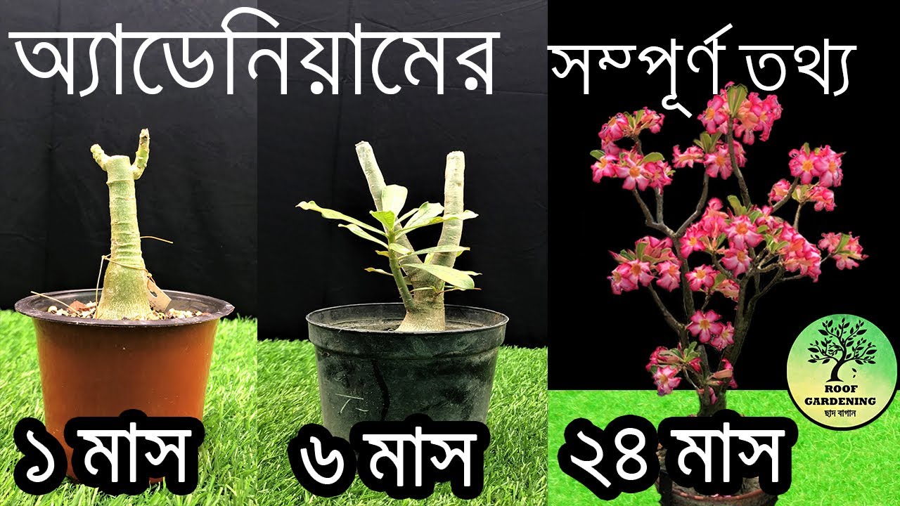 অ্যাডেনিয়ামের ছোট চারা থেকে বড় গাছ বানানোর সম্পূর্ণ কৌশল / Grow adenium / seedling to mature plant