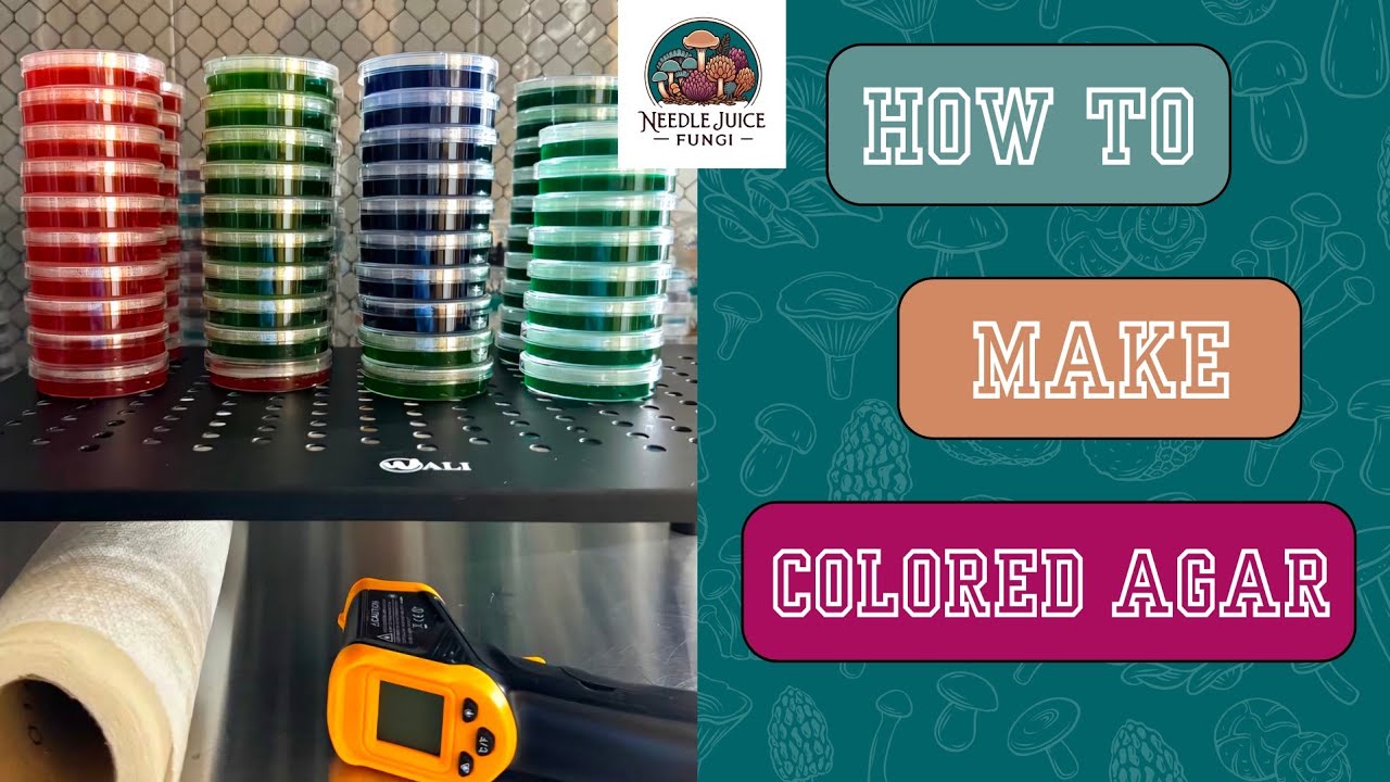 How to Make Light Malt Extract Agar (LME)| DIY Agar Plates for Mycology