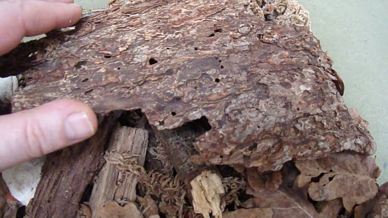 Porcellio haasi ( high yellow ) Zaragoza Spain