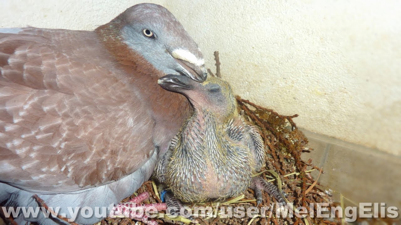 Jeune Pigeon Exhibition Homer
