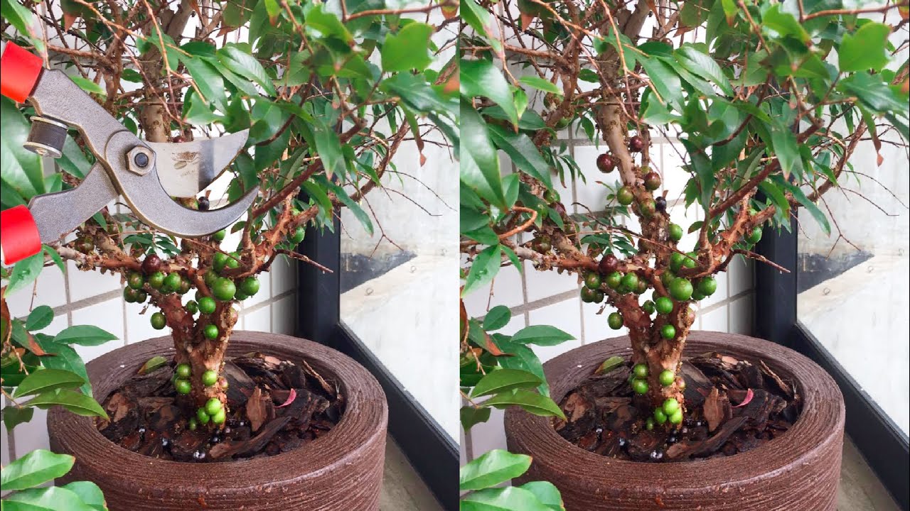 Jabuticaba Poda Correta para Frutificação
