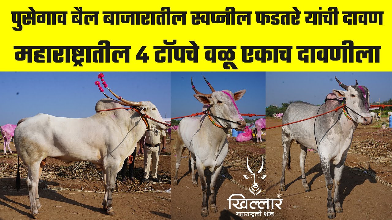 पुसेगाव बैल बाजार । स्वप्नील उत्तम फडतरे | Khillar Maharashtrachi Shaan 2023