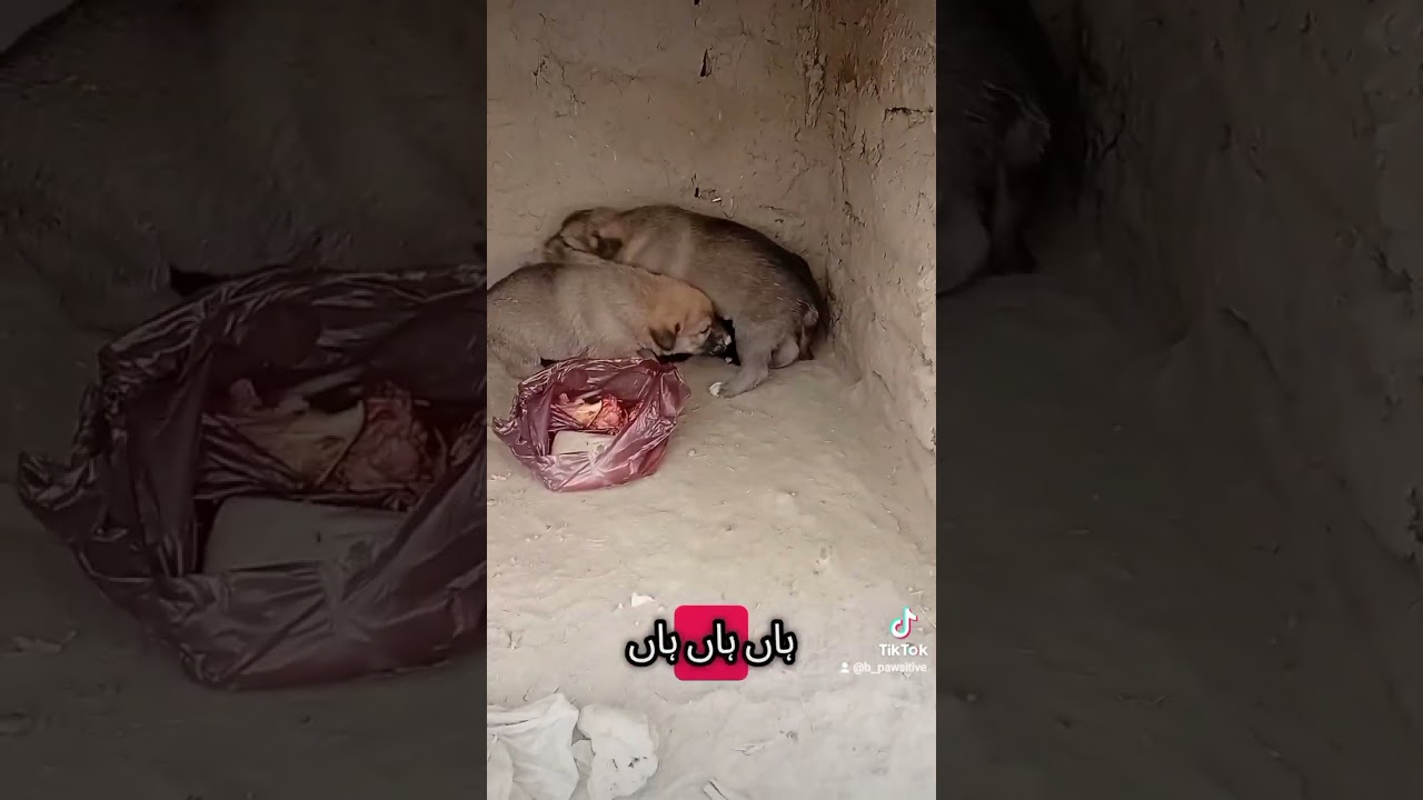 Giving food to puppies and mother 