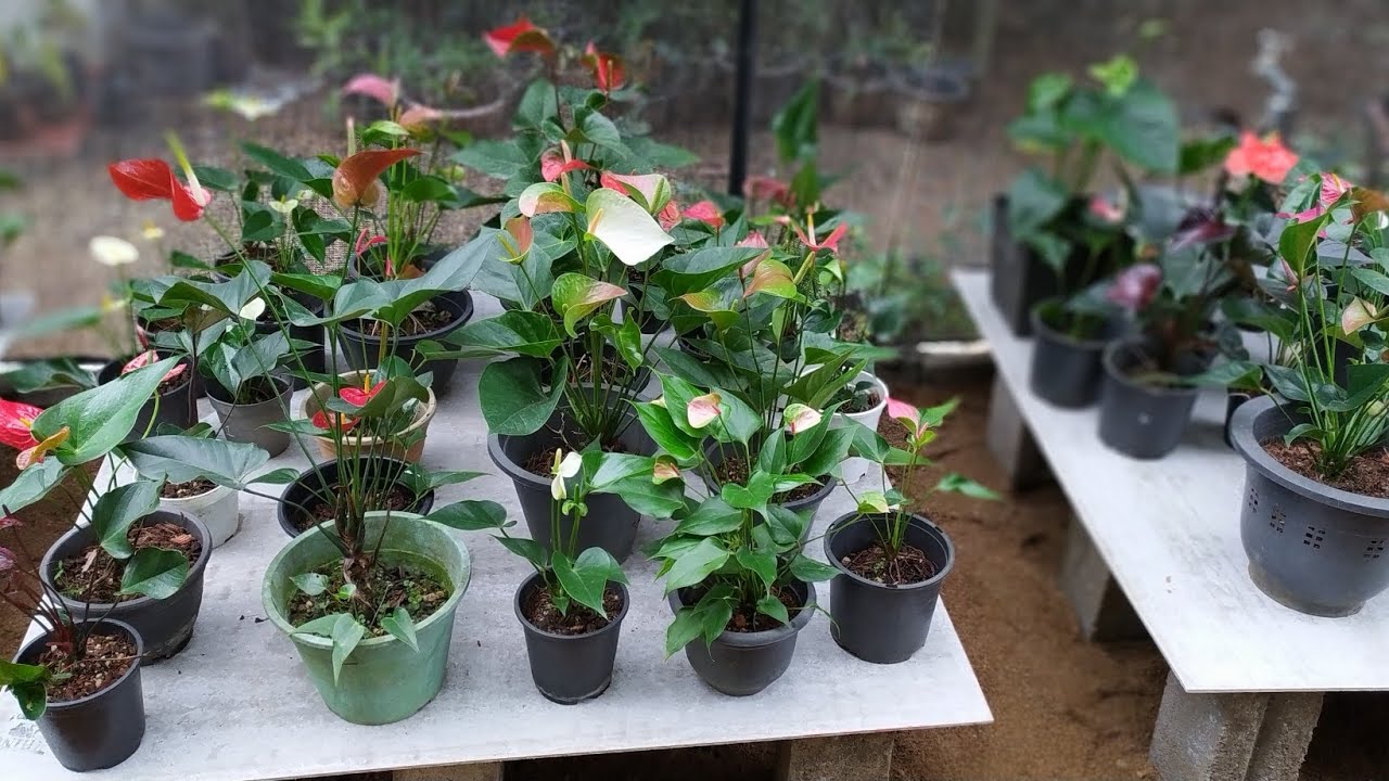 වර්ග 13ක් එක්ක මල් හදලා දෙන්න කැමති ඔයාට තවත් ව්‍යාපෘතියක් ගෙනවා..ඉක්මන් කරන කෙනෙක්ට ගන්න පුළුවන් 