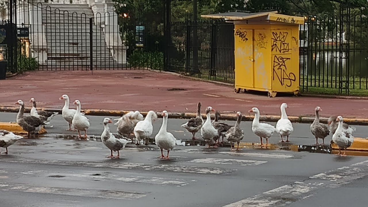 Visita al Barrio de Palermo x 2 recreación asegurada ( Recriação garantida )