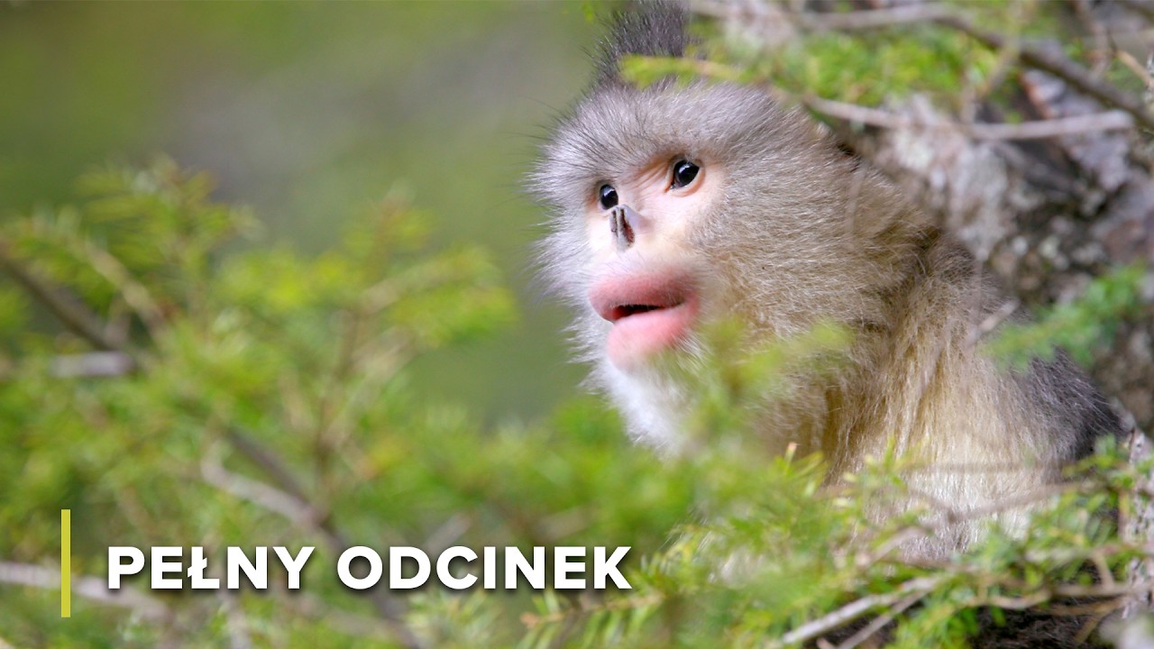 Początek Mekongu: Egzotyczne zwierzęta w chińskich górach | Tajemnice Rzeki Mekong 101