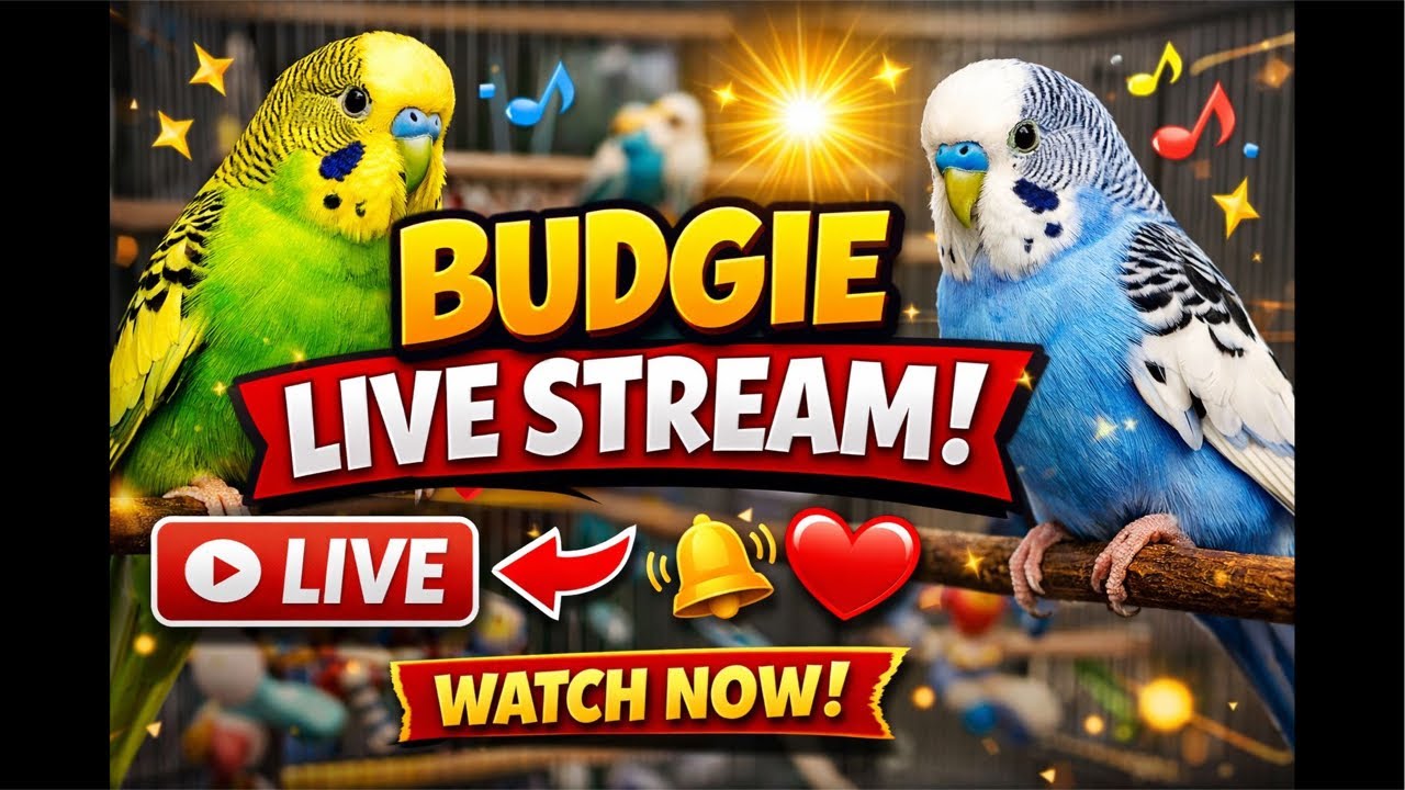 Budgie Party LIVE