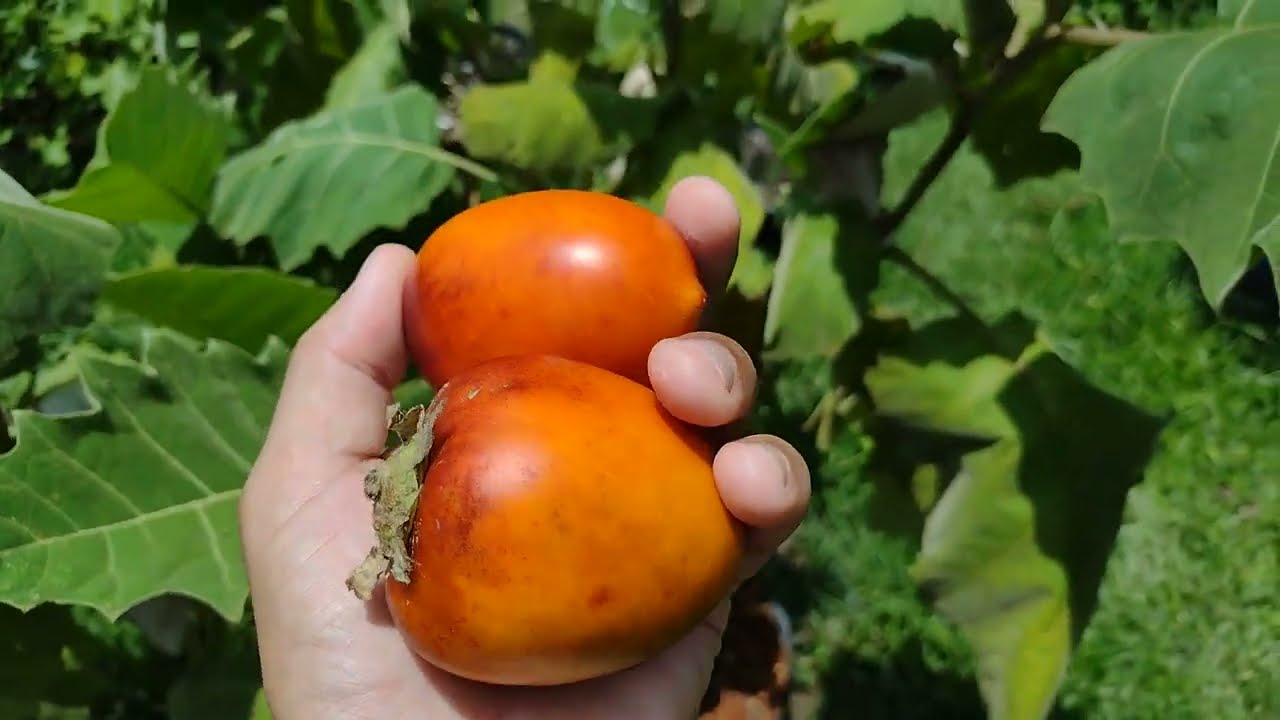 Apresentação da Planta PANC Mana-Cubiu e venda de sementes