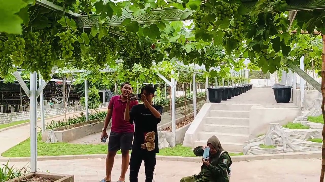 anggur gosv yg berbuah lebat dikebun BRION
