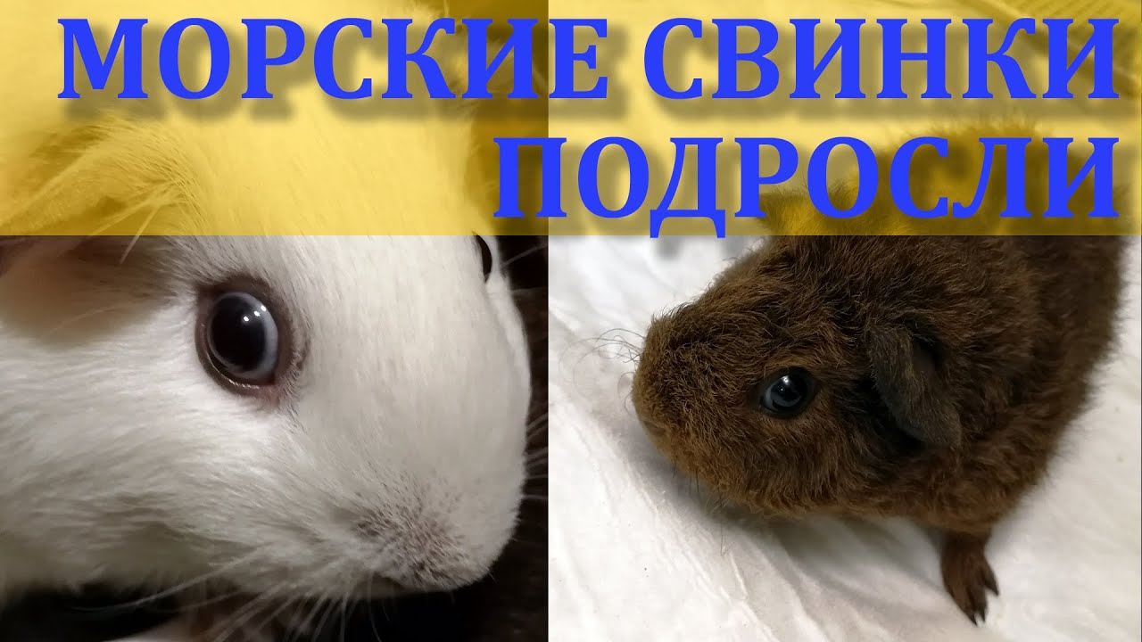 Наши морские свинки растут. Канал про морских свинок. Содержание и уход за морскими свинками.