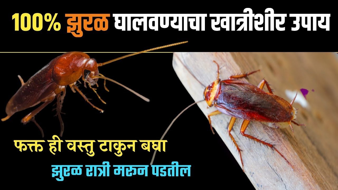 किचनमधील झुरळांचा कायमचा नायनाट! फक्त २ रुपयांत घरगुती उपाय | Cockroach Removal Tips