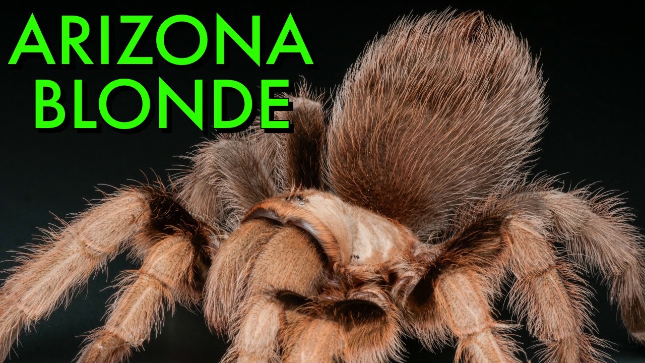 ЛУЧШИЙ Уход за Aphonopelma chalcodes - Arizona Blonde Tarantula