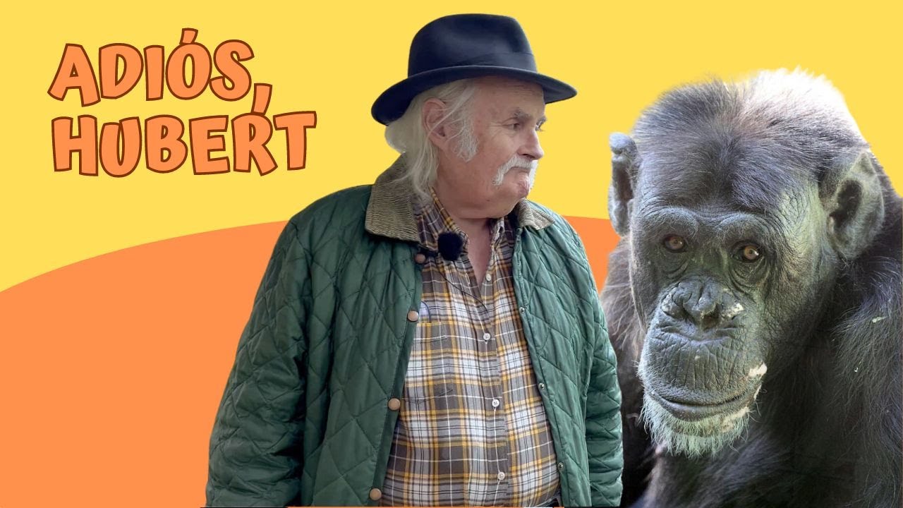 Viviendo en un zoo: Adiós, querido amigo Hubert | Zoo de Santillana
