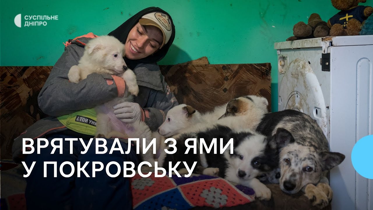 «Народила в ямі і чекала на порятунок»Волонтерка з Дніпра врятувала собаку та 8 цуценят з Покровська