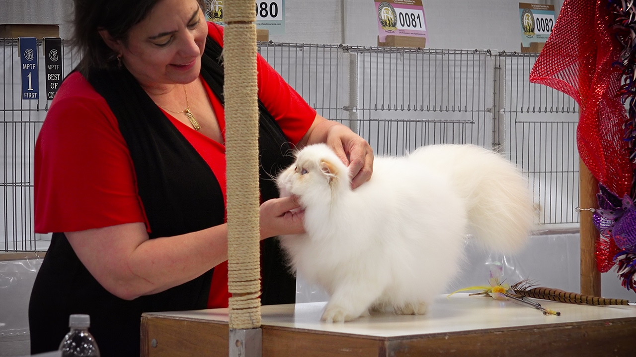 CFA International 2016 - Red Show class judging Persian kittens.6