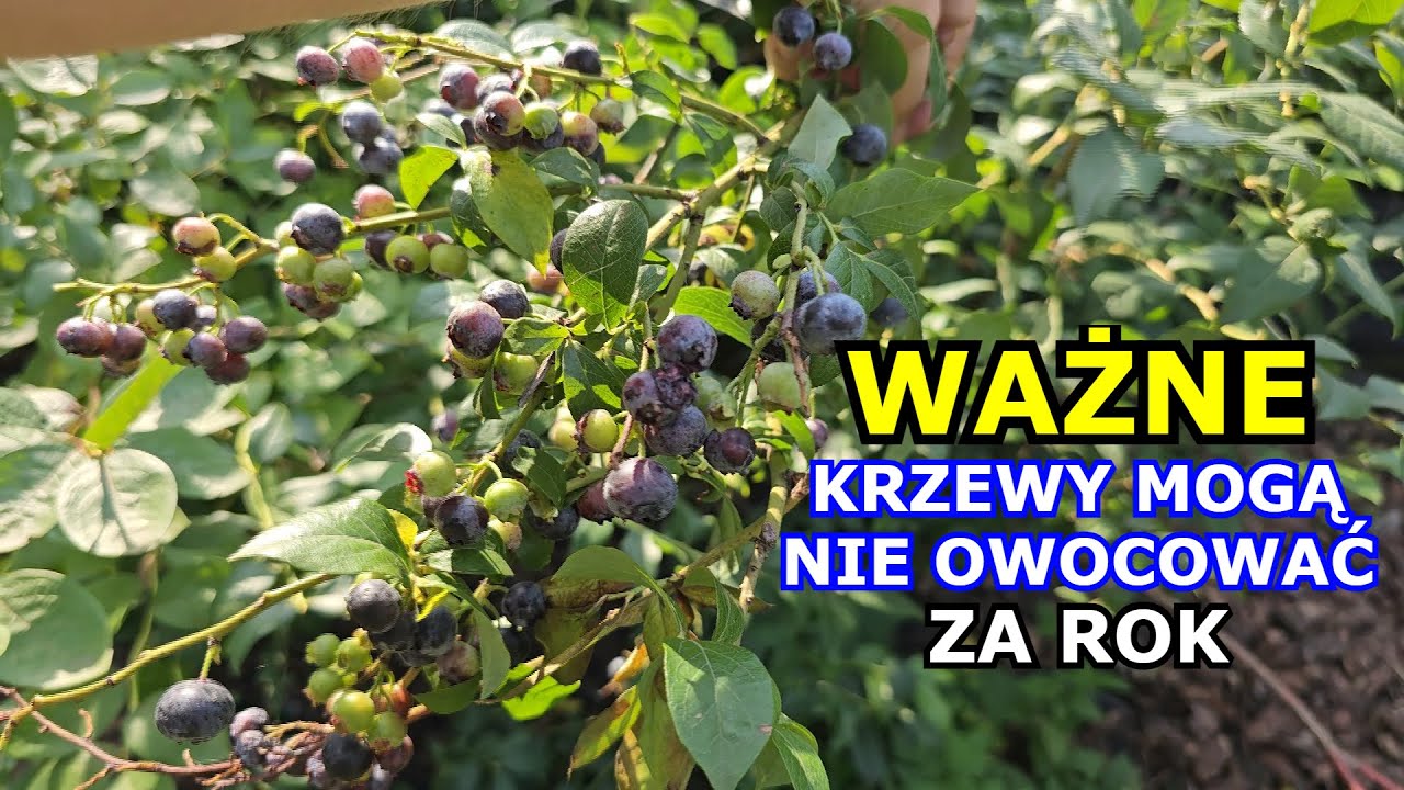 Borówka, Porzeczka, Aronia - NIE POPEŁNIJ MOJEGO BŁĘDU. Krzewy owocowe mogą NIE ZAOWOCOWAĆ.