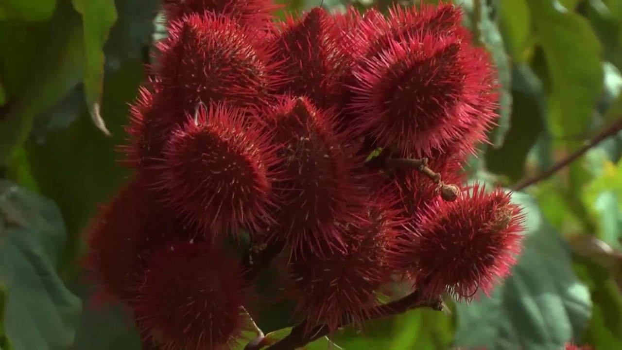 Cultivo de Urucum
