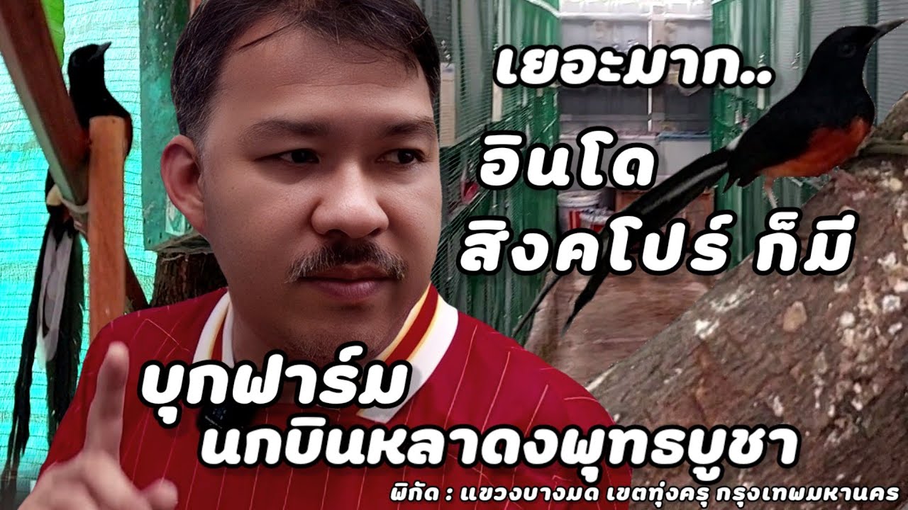 บุกฟาร์ม | นกบินหลาดงพุทธบูชา ต้นสายที่ฟาร์ม มีทั้งไทยและต่างประเทศ บอกคำเดียวว่า..เยอะมาก!