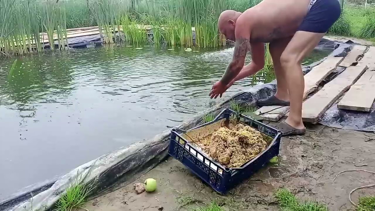 Кормите Карпа Так, и он Будет Жирный и Толстый. 