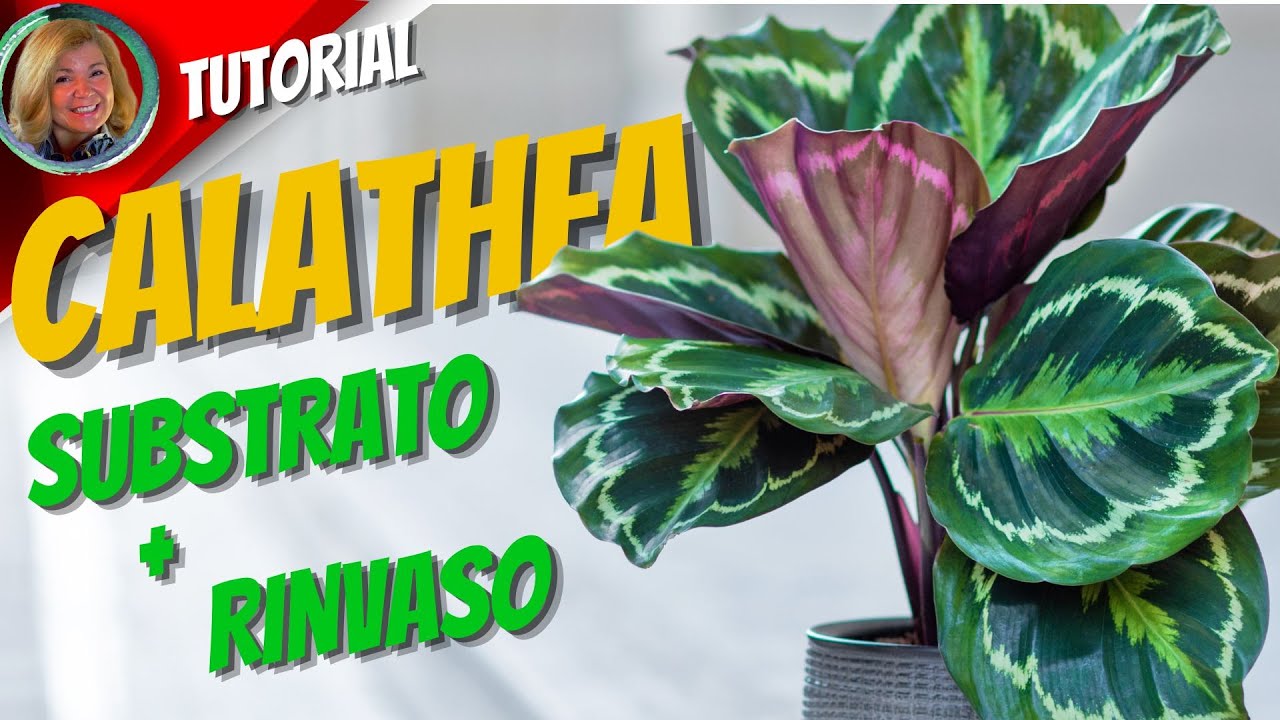 CALATHEA, la mia ricetta del SUBSTRATO IDEALE + i segreti per un PERFETTO RINVASO