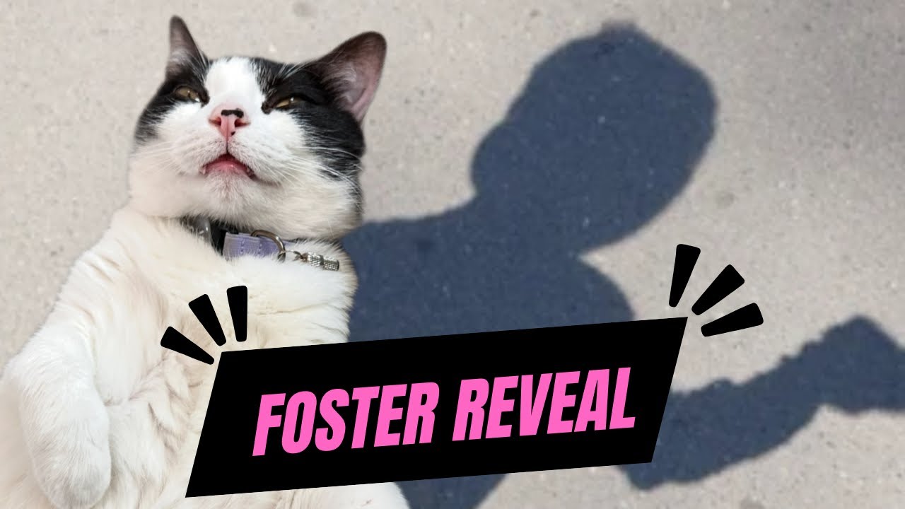 Willow Reveals Who The Foster Is.