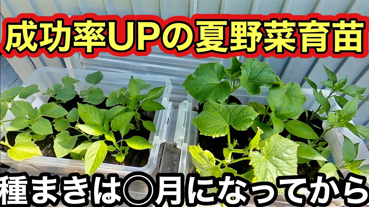 保存版 春まき育苗 成功率アップは種まき時期 トマト ナス きゅうりなど夏野菜育苗で使えるテクニック