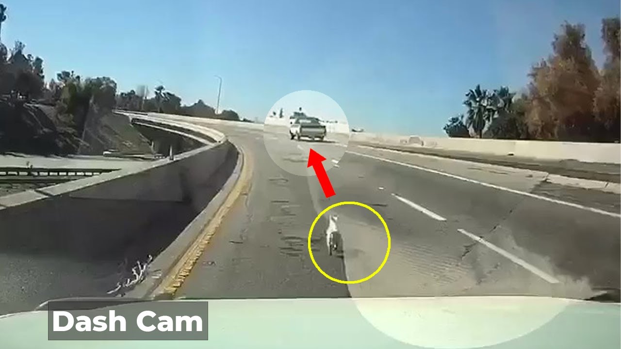 Crying while chasing the owner's car, the abandoned puppy panicked and barked loudly
