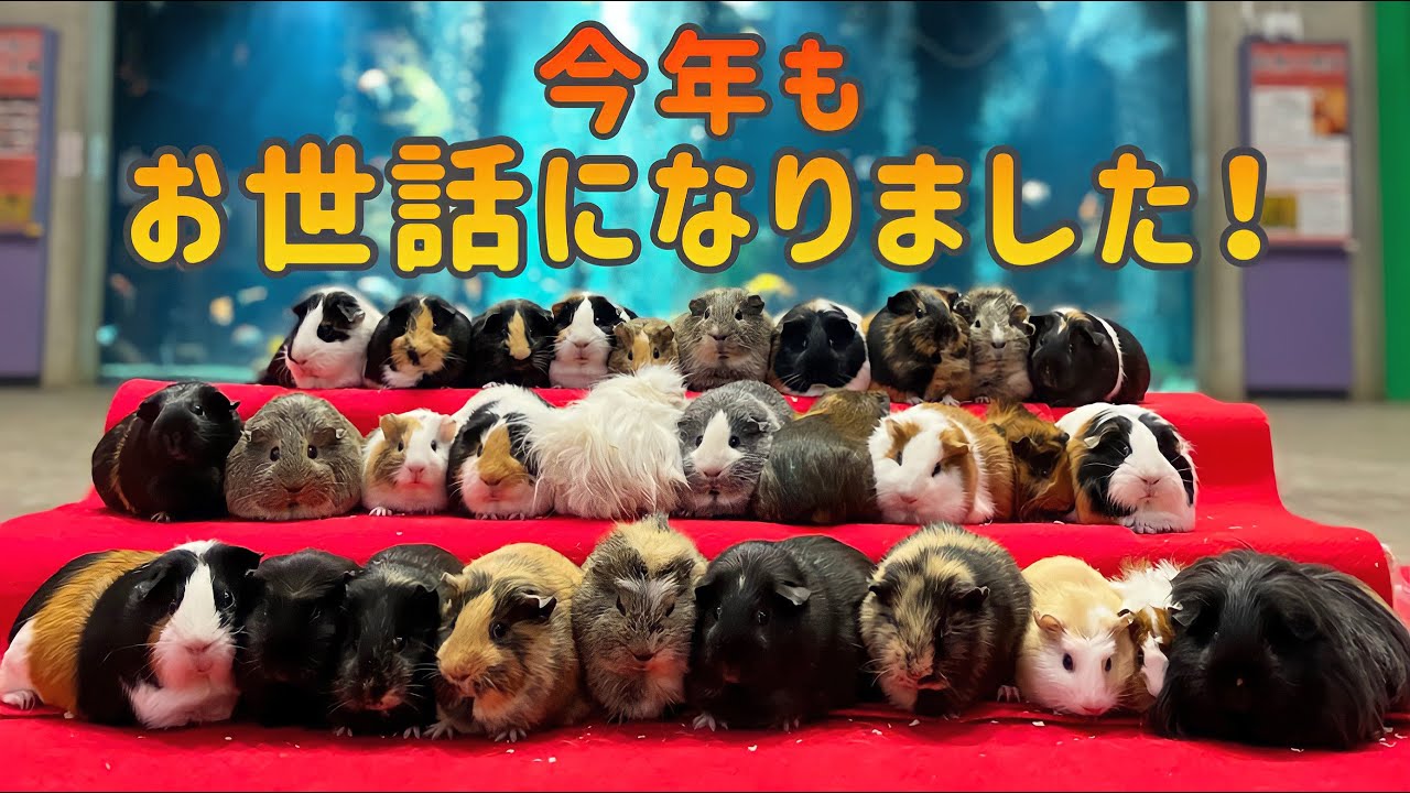 モルモット30頭の第九（並んでるだけ）【足立区生物園】