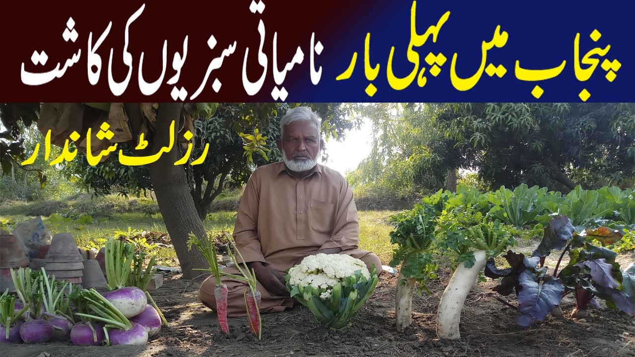 First Organic Vegetable Farm in South Punjab | Organic Vegetable Farm ||