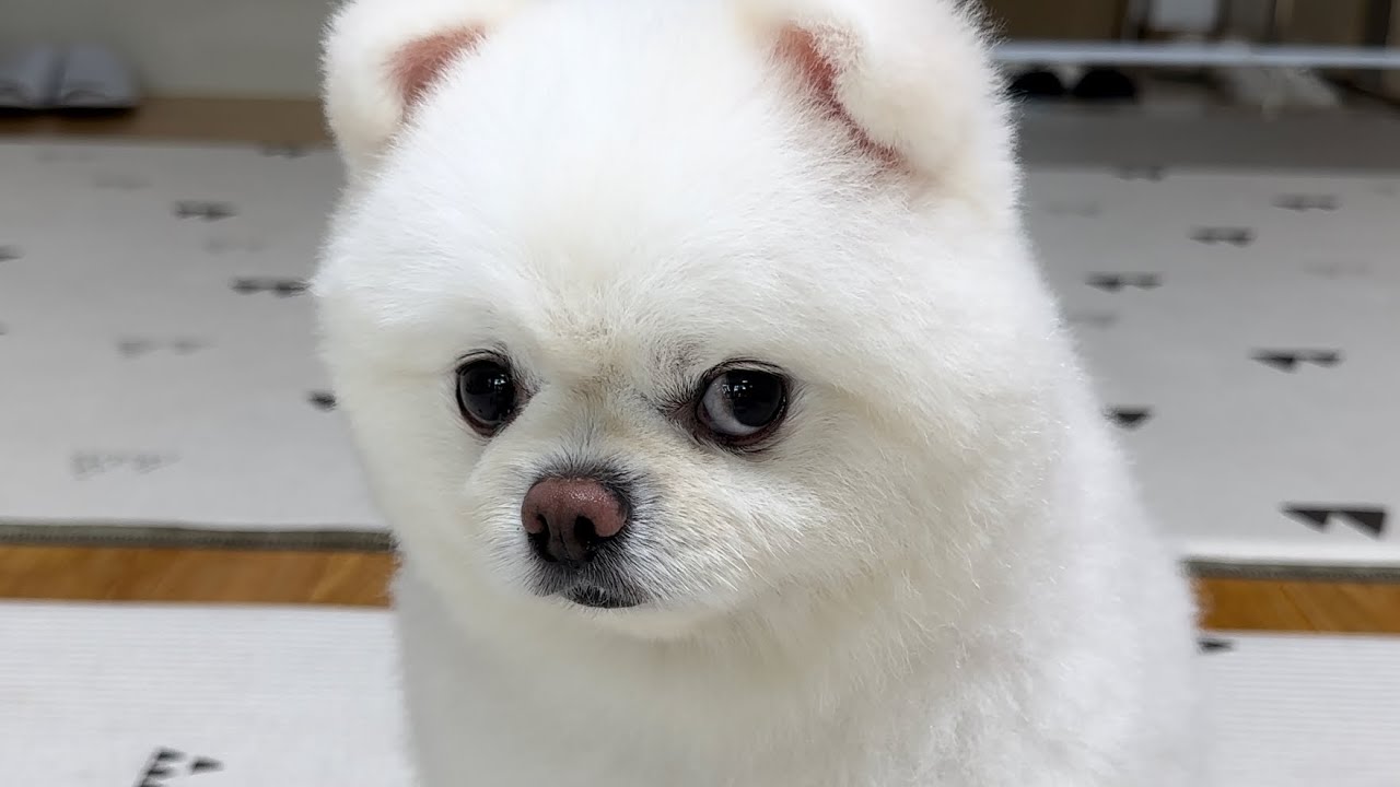 맨날 싫증내는 강아지 맞춰주느라 못살겠어요..