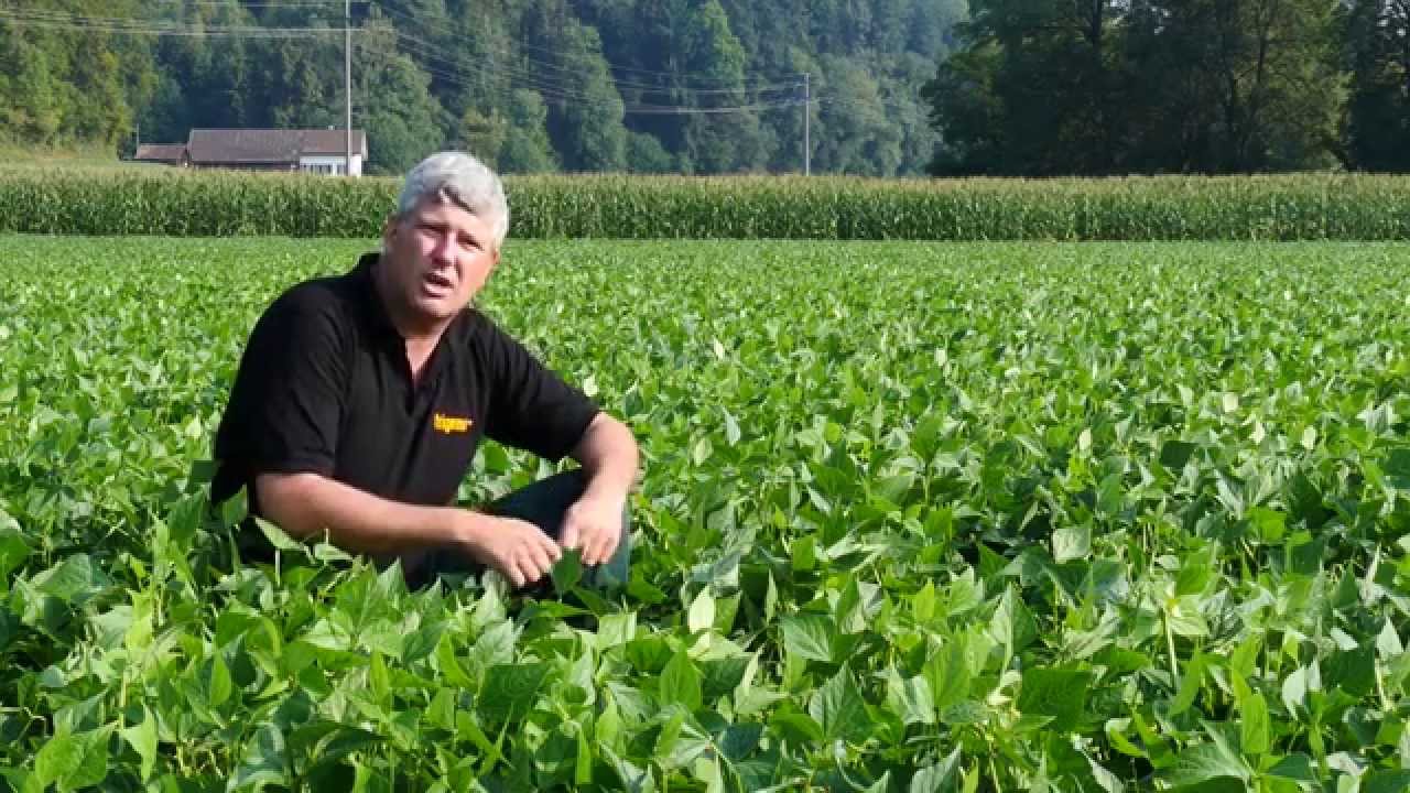 Schweizer Bohnen – wie sie geerntet werden und im Tiefkühlfach landen