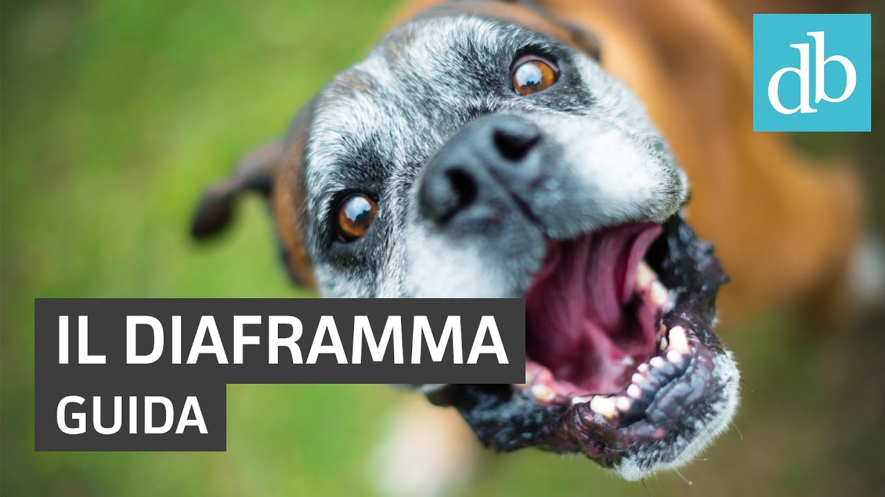 Cos'è e a cosa serve il diaframma: guida • Ridble