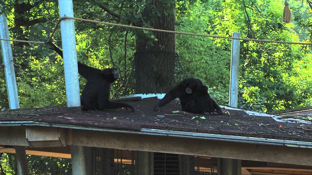 Verhuizing Siamang  | Burgers' Zoo Natuurlijk | Arnhem