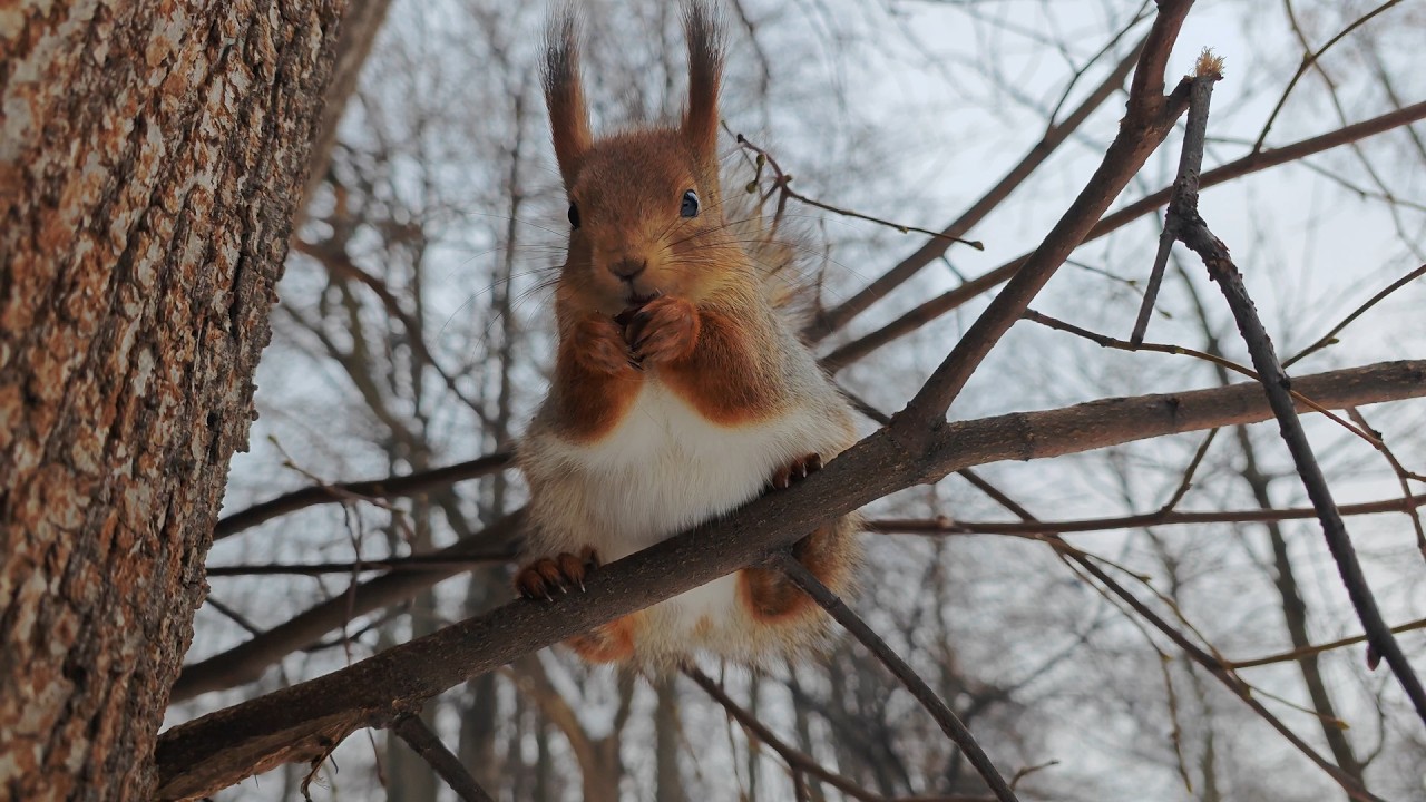 Беременная белка и невероятный голубь! 😃🤗 Pregnant squirrel and unbelivable pigeon!