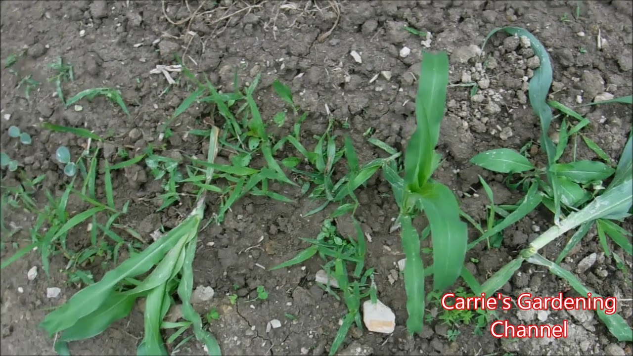how destructive are raccoons to a corn patch, how to try to keep raccoons out of your corn patch