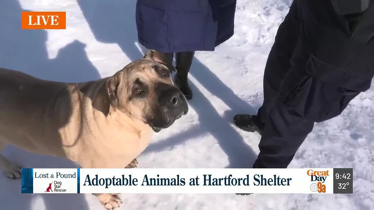 Lost & Pound Hartford Shelter