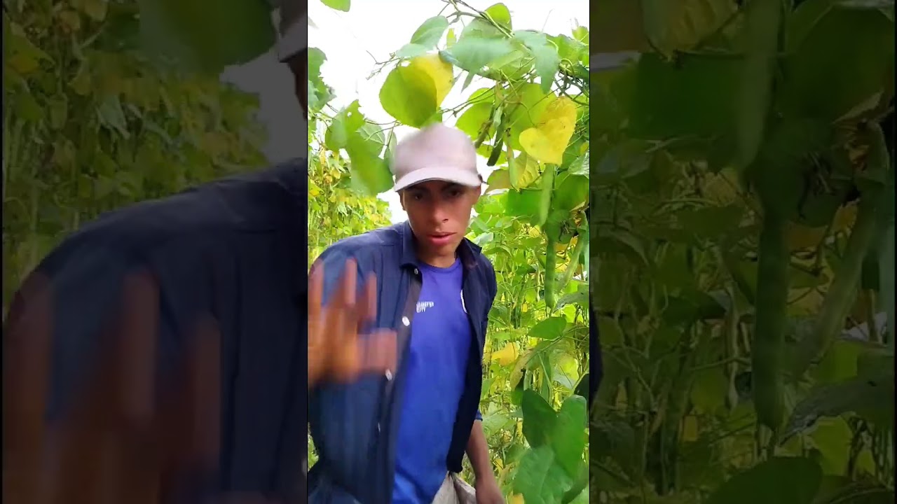 Aquí Cogiendo frijol y probé rendimiento @miguelcorreaoficial 