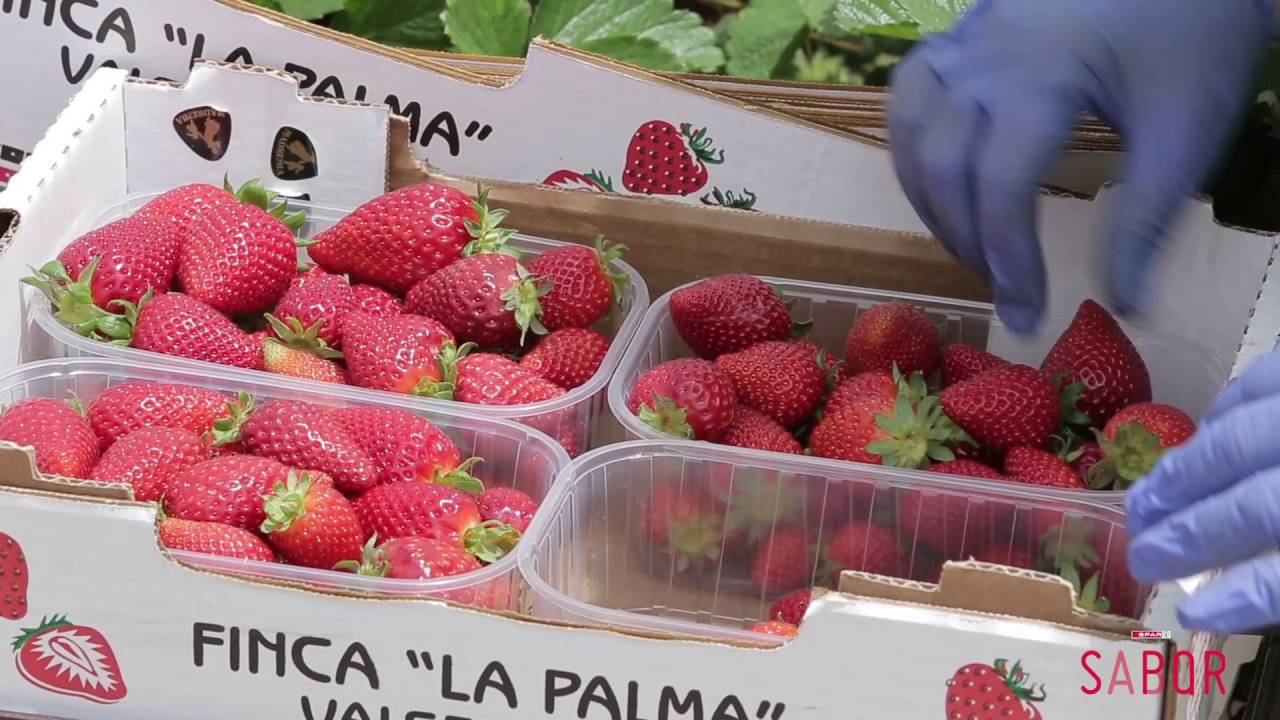 Sabor de la tierra: 'Sabrina, reina de las fresas' (Finca La Palma-Valsequillo de Gran Canaria)