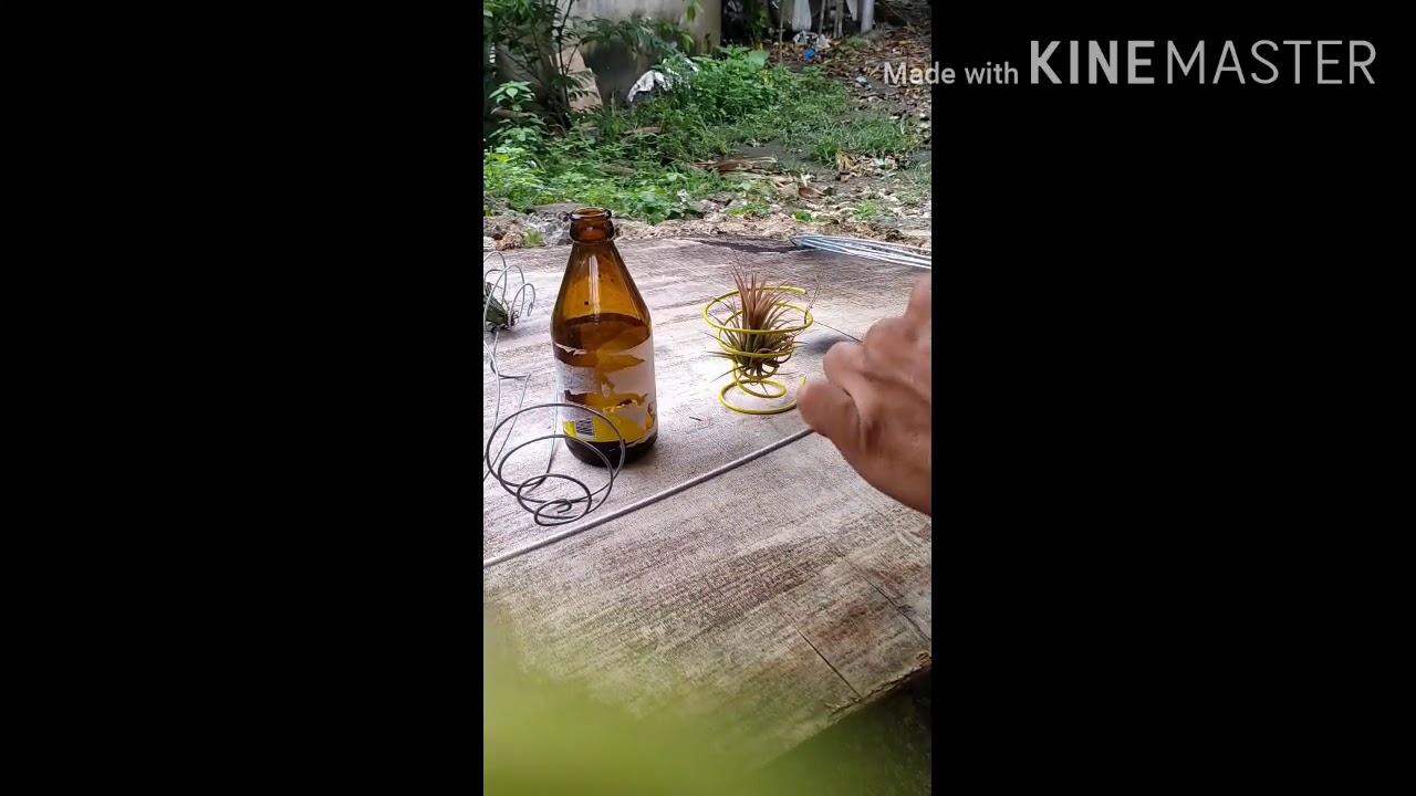 air plant holder